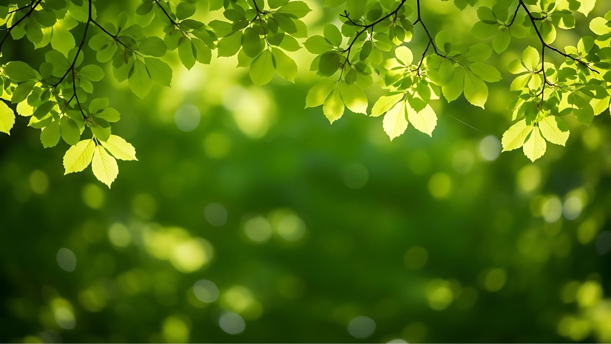 Green leaves framing a soft bokeh background