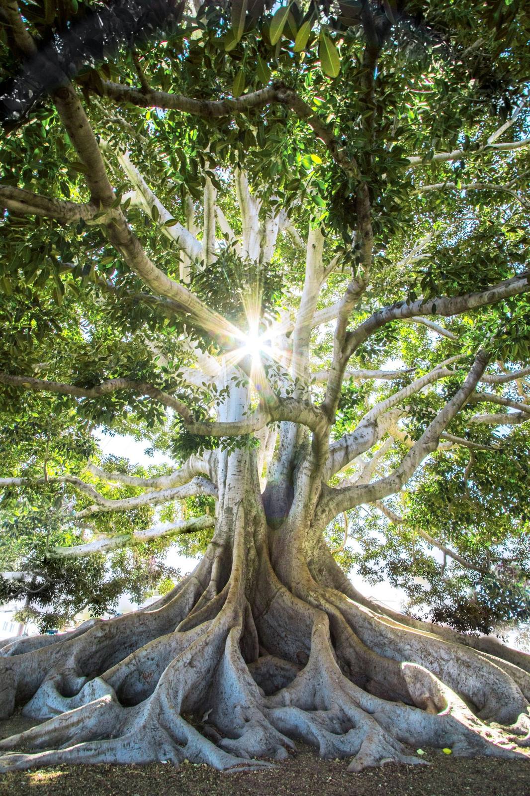 A recolored fig tree in sage tones, symbolizing growth and community